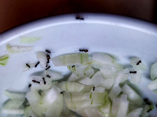 Zwiebelfressende Ameisenplage, Formigas, Ants, Goladinha, Portugal