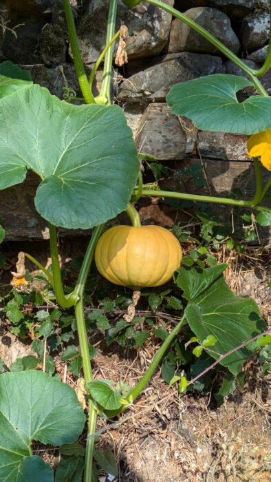 Hybrid, Kürbis, Küchenabfälle, Kompost, Goladinha, Portugal