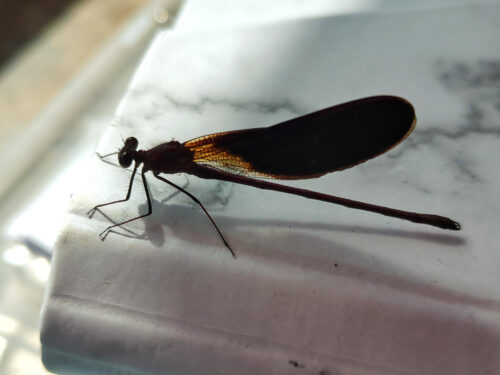 Libelle, Bronzene Prachtlibelle, Goladinha, Portugal