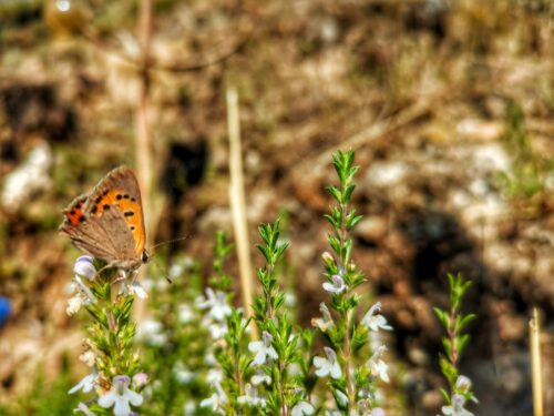 Feuerfalter, Schmetterling, Futtersuche, Blüte, Goladinha, Portugal