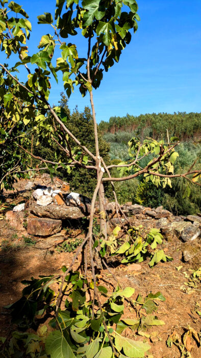 Feigenbaum, Äste abgebrochen, Last, Goladinha, Portugal