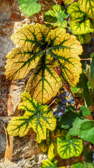 Herbststimmung, Weinblätter färbensich, Weinernte, Goladinha, Portugal