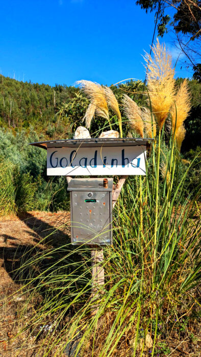 Pampasgras, Ziergras, invasiv, Postkasten, Goladinha, Portugal