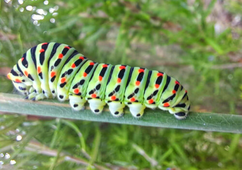 Schwalbenschwanz Schmetterling, Ferias 2025, Alentejo, Goladinha, Portugal