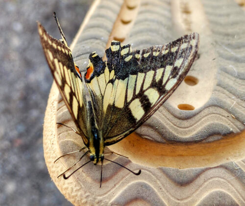 Schwalbenschwanz Schmetterling, Ferias 2025, Alentejo, Goladinha, Portugal