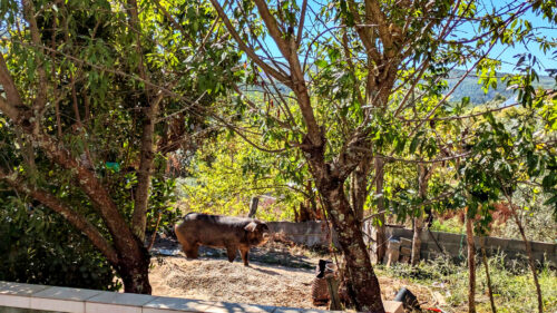 Schwein, schwarzgefleckt, Vilas de Pedro, Goladinha, Portugal