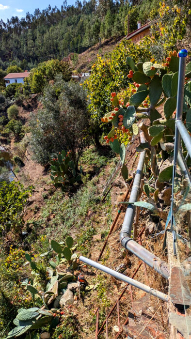 Casa Ar, Opuntien, Kakkteen legen sich auf Abflussrohr, Kanalrohr, Goladinha, Portugal