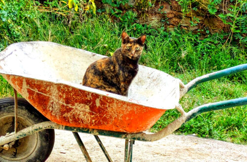 Fellicitas_ Katze, Schubkarre, carrinho de mão, Goladinha, Portugal