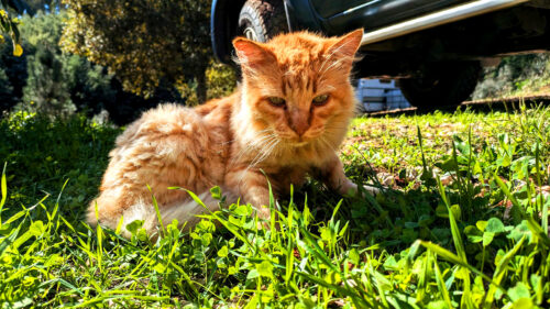nach dem Regen Sonne, Katze Fofinho, Goladinha, Portugal