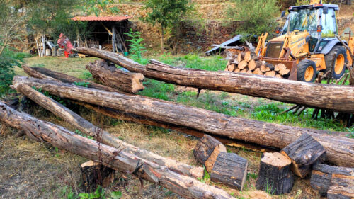 Holzmachen, the same procedure as every year, dicke Stämme. Dona Ana, Winter, Goladinha, Portugal