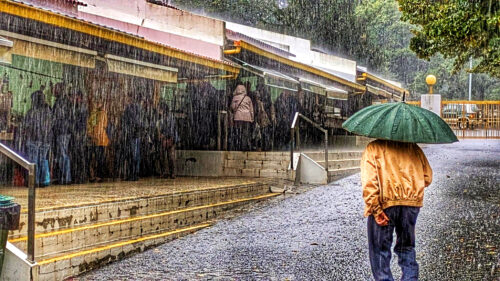 Regen, 30 Liter in einer Stunde, Figueiero dos Vinhos, Markt, Schwein, Alge, Goladinha, Portugal