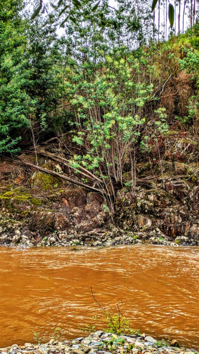 Regen, 30 Liter in einer Stunde, Figueiero dos Vinhos, Markt, Schwein, Alge, Goladinha, Portugal