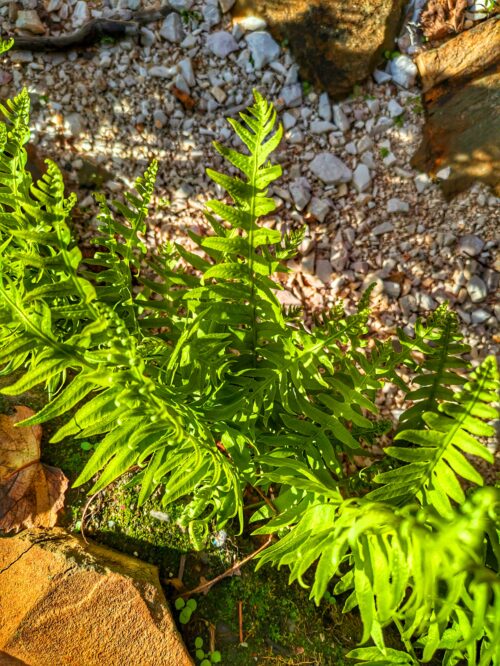 Tüpfelfarn, Farn, Terrassenmauer, Goladinha, Portugal