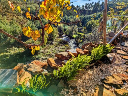 Tüpfelfarn, Farn, Terrassenmauer, Goladinha, Portugal