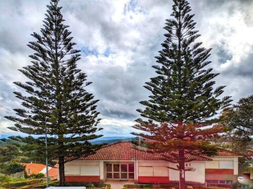 Araucaria columnaris, Fichtenart, Filarmónica Figueiroense, Gemeinschaftshaus der Landkreise, Alvaiazere, Castanheira de pera, Pedrogao grande, Figueiro dos Vinhos, Goladinha, Portugal