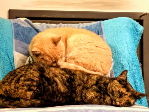 Senhor Miez und Fellicitas, Doppelmodus, Etagenmodus, Goladinha, Portugal