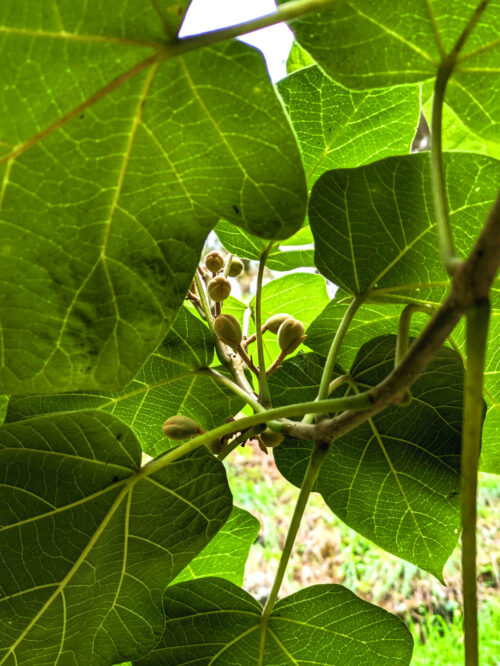  Paulownia, Blauglockenbaum, Knospen im Herbst, Goladinha, Portugal