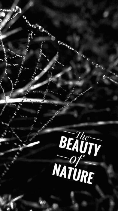 Senhor Pessoa, Morgentau, Goladinha, Portugal