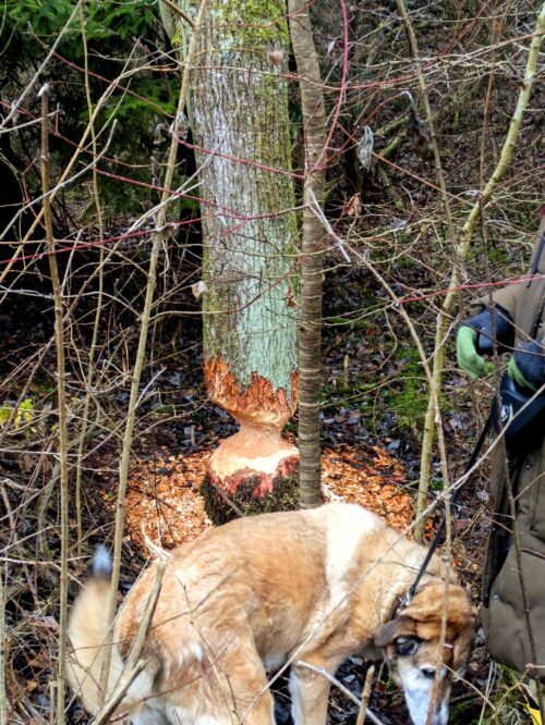 Ottinger Steinbruch, Suevit, Apollo, Biber, Goladinha, Portugal