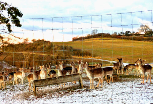 De, Deutschland, Wildgehege, Rehe, Wemding, Maria Brünnlein, Goladinha, Portugal
