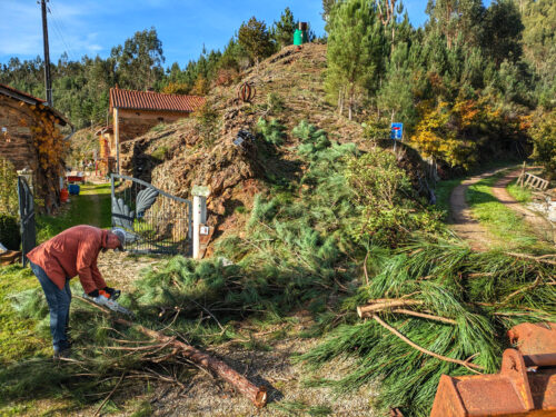 Holzaktion, junge Pinien ausforsten, Housekeeper, Holzlieferung, Eukalyptus,, Mimose, Goladinha, Portugal