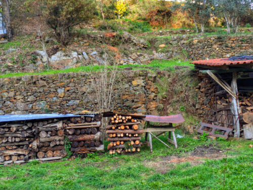 Holzaktion, junge Pinien ausforsten, Housekeeper, Holzlieferung, Eukalyptus,, Mimose, Goladinha, Portugal
