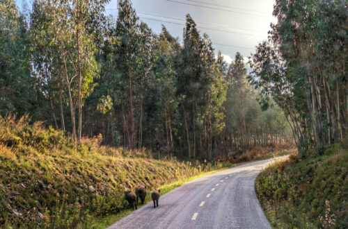 seelenruhige junge Wildschweine, der Strasse entlang, Goladinha, Portugal