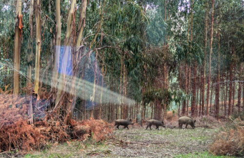 seelenruhige junge Wildschweine, der Strasse entlang, Goladinha, Portugal