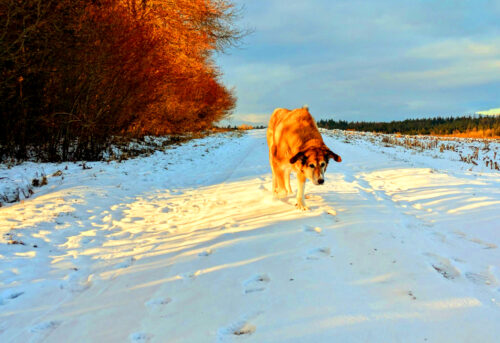 DE, Deutschland, Knaubenhof, Malaica, Schnee, Goladinha, Portugal