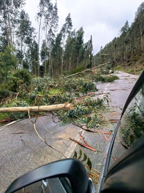 Sturm, Goladinha, Regen, Windböen, Portugal, Korkeichen, Hausdächer, Dachziegel, Figueiro dos Vinhos