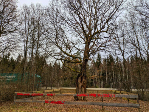 Blitzbaum im Winterkleid, B2, Absperrung, de, Deutschland, Goladinha, Portugal