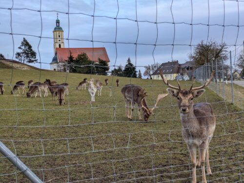 de, Deutschland, zahmes Wild, Wildgehege, Wemding, Maria Brünnlein, Goladinha, Knaubenhof
