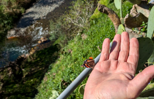 CASA AR, Schmetterling, Goladinha, Portugal