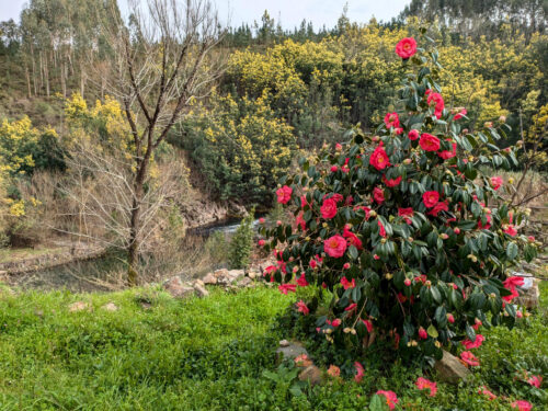 Kamelien blühen, Goladinha, Portugal