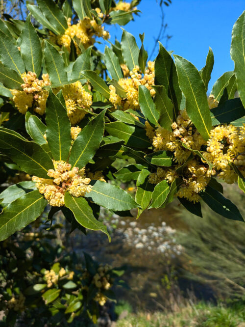 Lorbeer blüht, Frühling, Frühahr, Goladinha, Portugal
