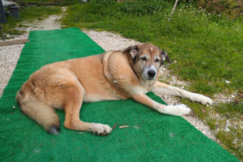 Malaica und ihr grüner Teppich, Aussentreppe, Goladinha, Portugal