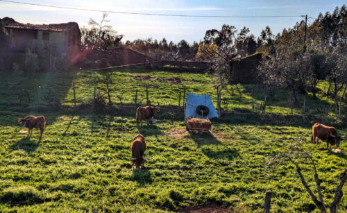 Kühe, Rinder, Jungbullen, Nachbarort Agria, geschungene Hörner,Goladinha, Portugal 