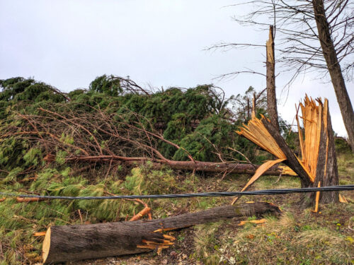 Sturmschäden im Stadtwald, Figueiro dos Vinhos, Goladinha, Portugal