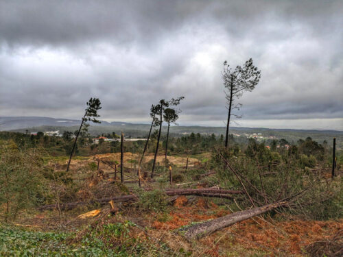 Sturmschäden im Stadtwald, Figueiro dos Vinhos, Goladinha, Portugal