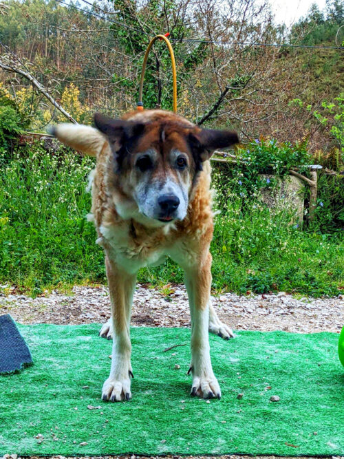 Stromausfall, Goladinha, Portugal, Malaica beschützt die Herde