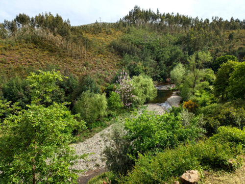 Bäume gespflanzt 2019, Birke, Trauerweiden, Blauglockenbaum, Goldinha, Portugal