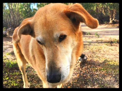 Bo gestorben, Malaica, Rudel, Algarve 2017, Goladinha, Portugal