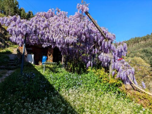 Clyzinie, Blauregen, Goladinha, Portugal