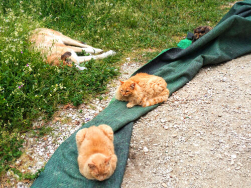 Malaica und ihr grüner Teppich, Katzen, Knaubenhof, Aussentreppe, Goladinha, Portugal