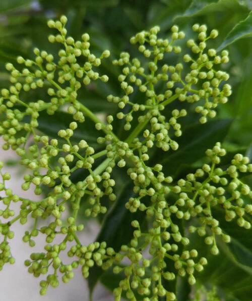 Holunder, Sambucus, Blütenknospen, Blüten, Goladinha, Portugal
