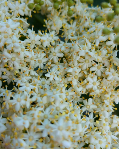 Holunder, Sambucus, Blütenknospen, Blüten, Goladinha, Portugal