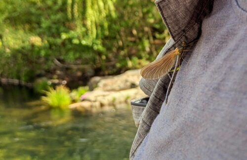 60. Geburtstag, Libelle, Goladinha, Portugal