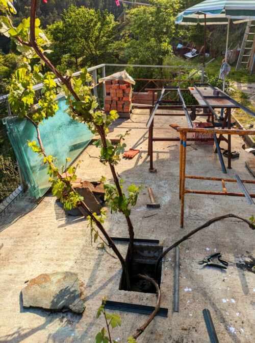 Rankhilfe aus Winkeleisen, totgeglaubter Wein, Öffnung in Terrasse, Goladinha, Portugal