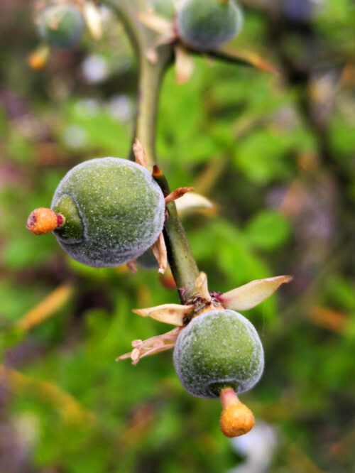 wilde orange, Pampelmuse, Bitterorange, Fruchtansatz, Goladinha, Portugal, 2026