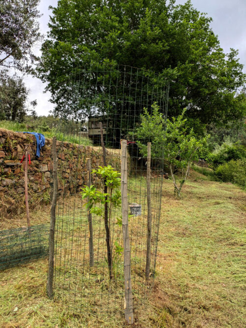 Wildverbiss, Eiche, Kaki, Kirsche, Schutzzaun, Goladinha, Portugal